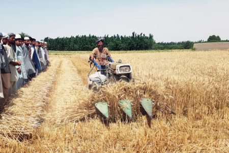 کشاورزان بادغیسی افزایش ۱۲ درصدی را در تولیدات خود تجربه می‌کنند