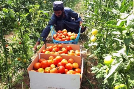 ساخت گلخانه در بادغیس نجات‌بخش این ولایت از کاشت کوکنار شده است