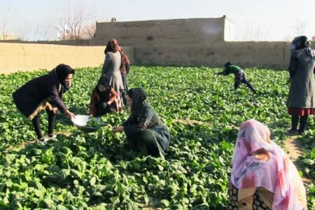 قرضه یک میلیارد افغانی وزارت زراعت برای ده‌ها هزار کشاورز در افغانستان