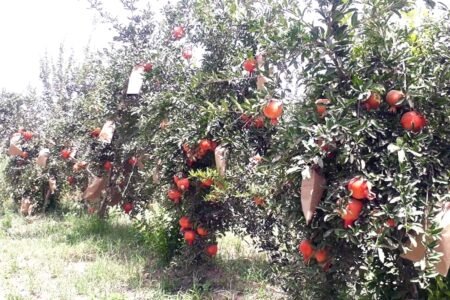 میوه یاقوتی سرخ هلمند در سال جاری به ۲۸ هزار تن می‌رسد