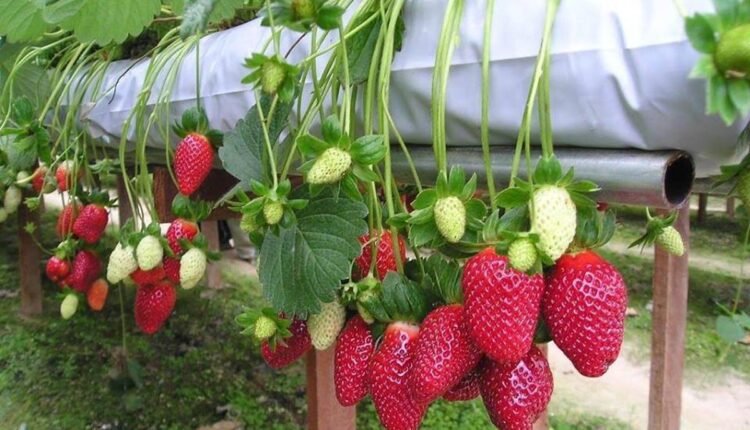 زمینی هرات min