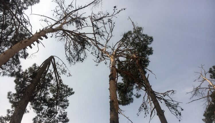 هایی که در نتیجه بی توجهی ها هر روز خشک تر از روز قبل می شود