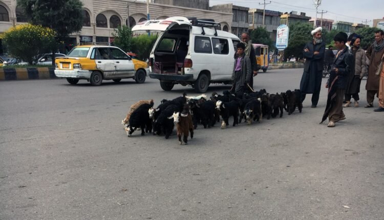 مواشی در سطح شهر