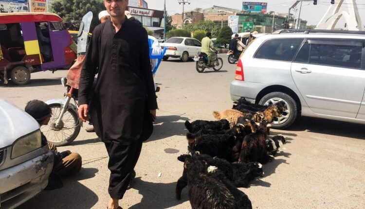 مواشی در سطح شهر min