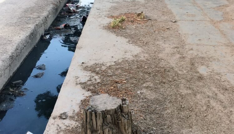 خودسرانه درختان