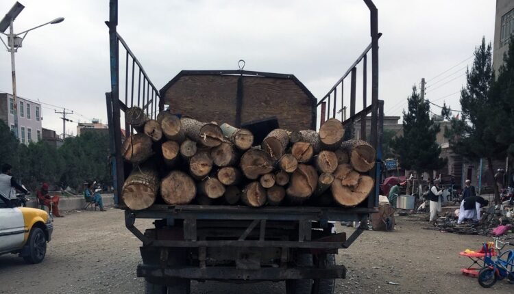 سرخود درختان