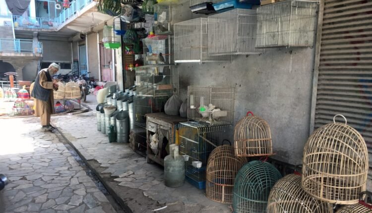 پرنده فروشان